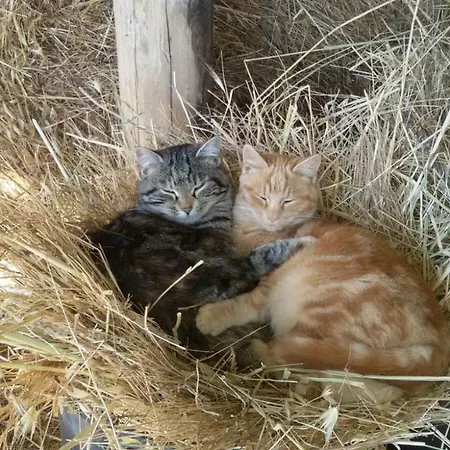 Hétvégi ház La Casetta Di Campagna